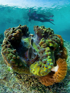 Giant clam, Raja Ampat. by Filip Staes 